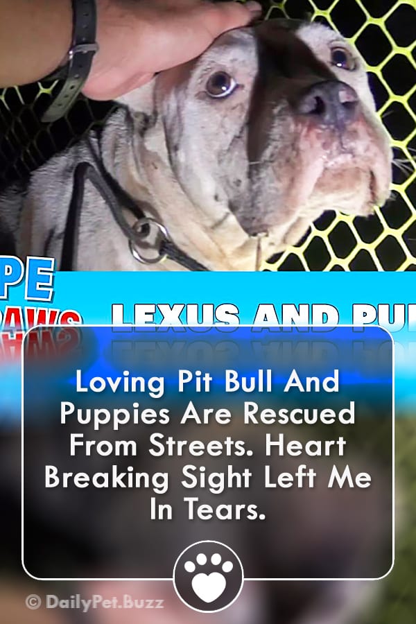 Loving Pit Bull And Puppies Are Rescued From Streets. Heart Breaking Sight Left Me In Tears.
