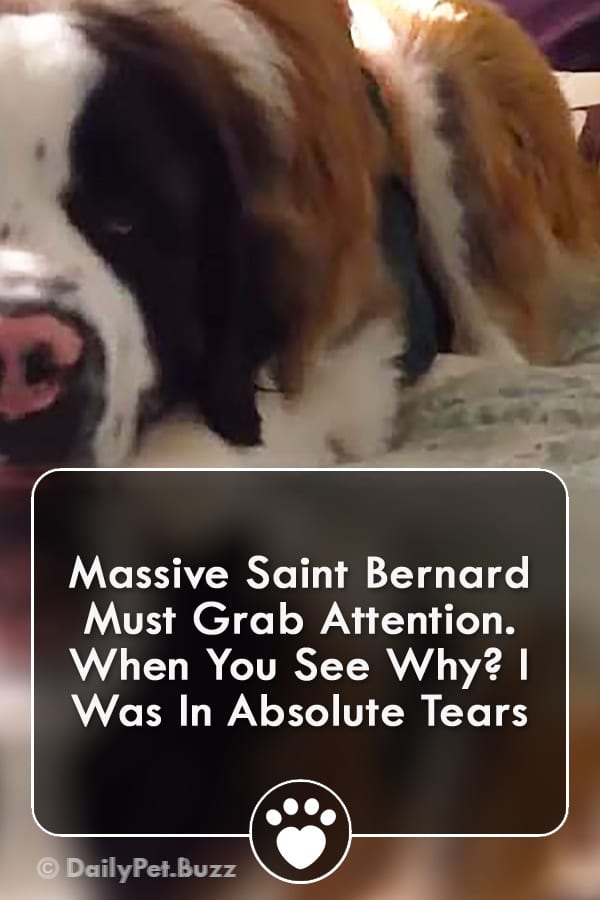Massive Saint Bernard Must Grab Attention. When You See Why? I Was In Absolute Tears