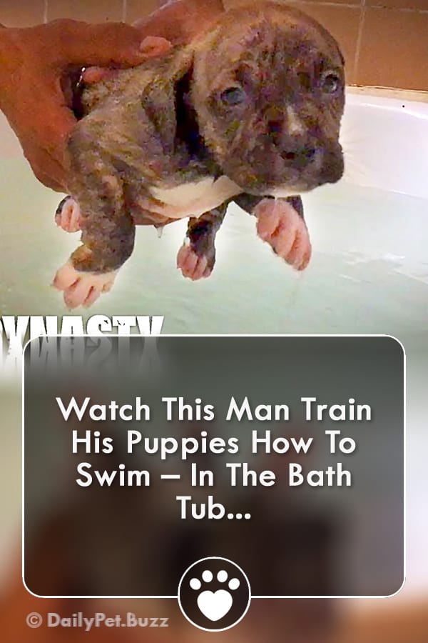 Watch This Man Train His Puppies How To Swim – In The Bath Tub...