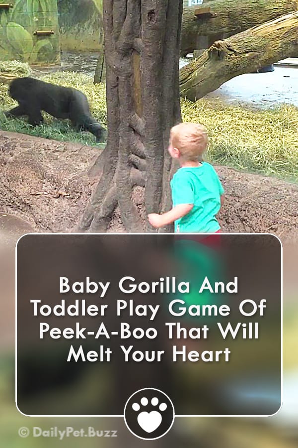 Baby Gorilla And Toddler Play Game Of Peek-A-Boo That Will Melt Your Heart