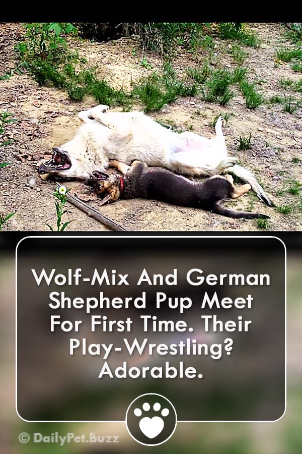 Wolf-Mix And German Shepherd Pup Meet For First Time. Their Play-Wrestling? Adorable.