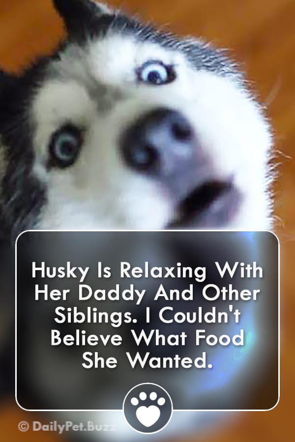 Husky Is Relaxing With Her Daddy And Other Siblings. I Couldn\'t Believe What Food She Wanted.