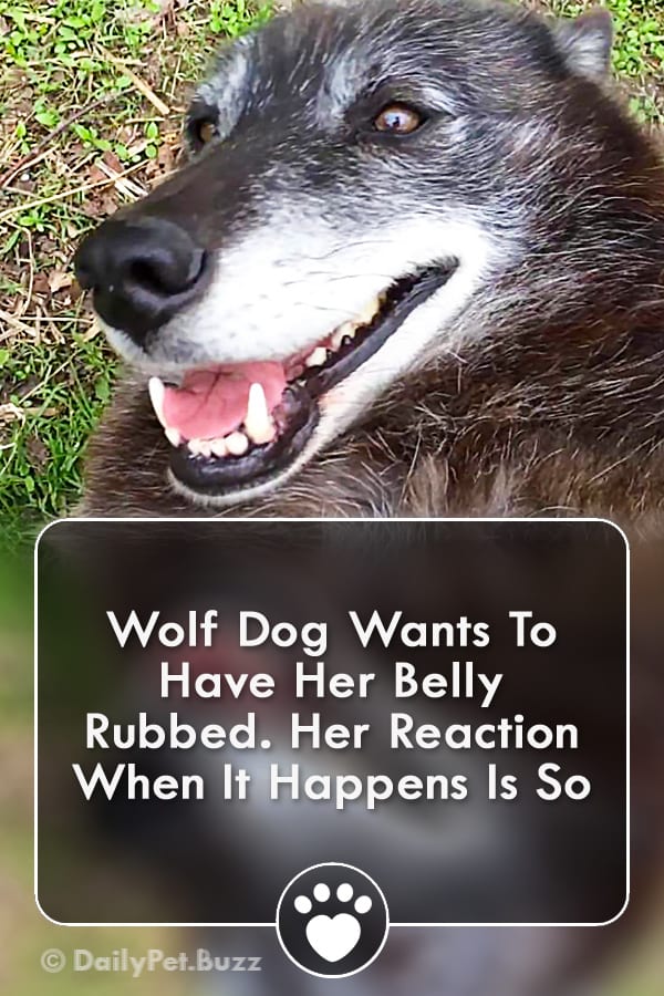 Wolf Dog Wants To Have Her Belly Rubbed. Her Reaction When It Happens Is So