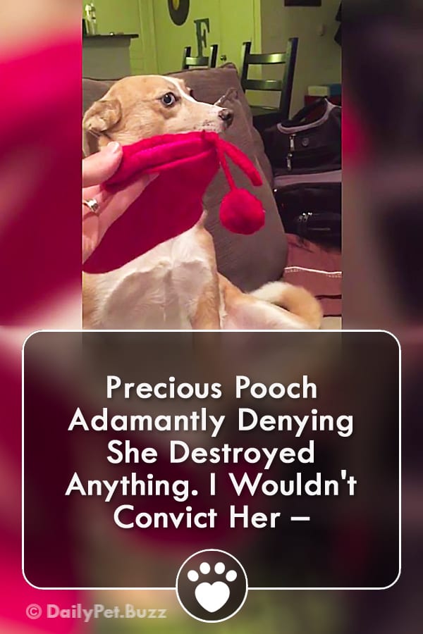 Precious Pooch Adamantly Denying She Destroyed Anything. I Wouldn\'t Convict Her –