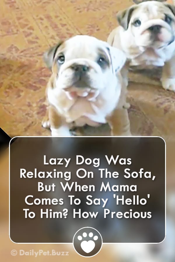 Lazy Dog Was Relaxing On The Sofa, But When Mama Comes To Say \'Hello\' To Him? How Precious