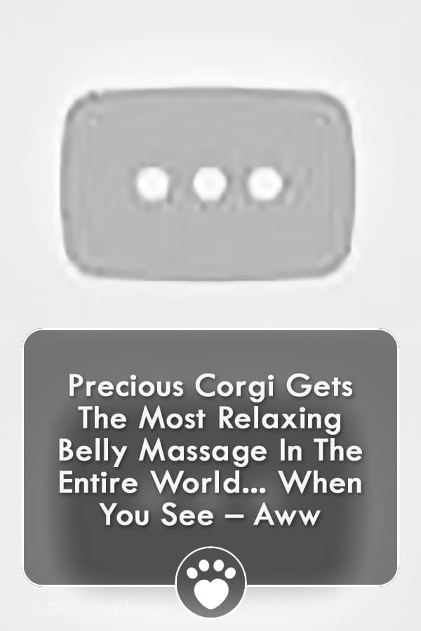 Precious Corgi Gets The Most Relaxing Belly Massage In The Entire World... When You See – Aww