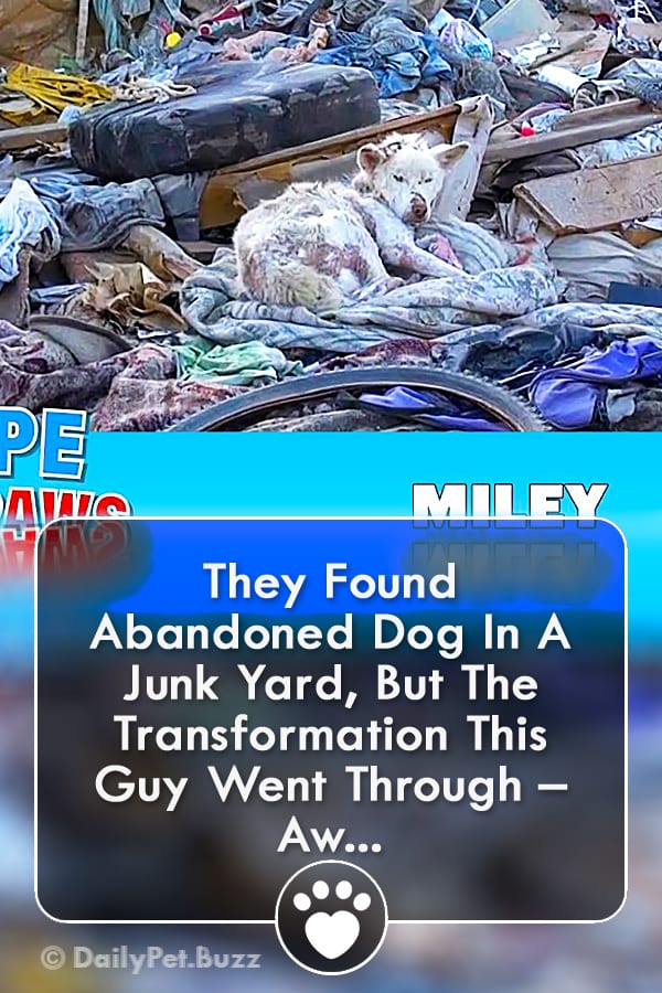 They Found Abandoned Dog In A Junk Yard, But The Transformation This Guy Went Through – Aw...
