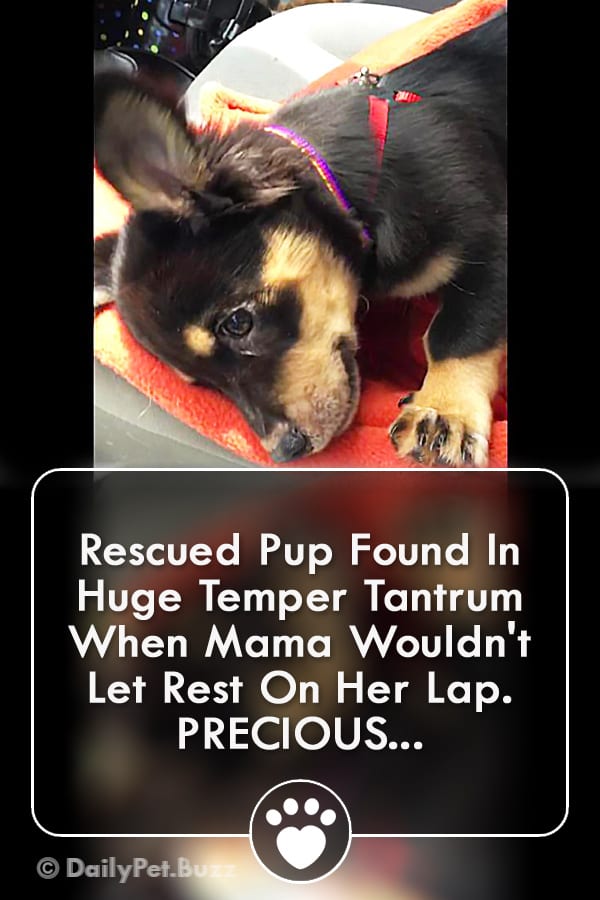 Rescued Pup Found In Huge Temper Tantrum When Mama Wouldn\'t Let Rest On Her Lap. PRECIOUS...