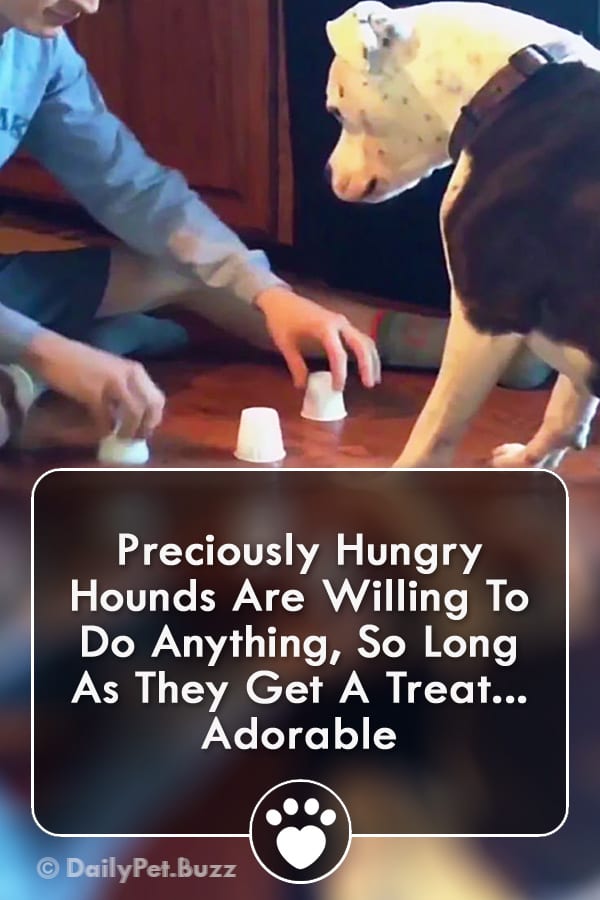 Preciously Hungry Hounds Are Willing To Do Anything, So Long As They Get A Treat... Adorable