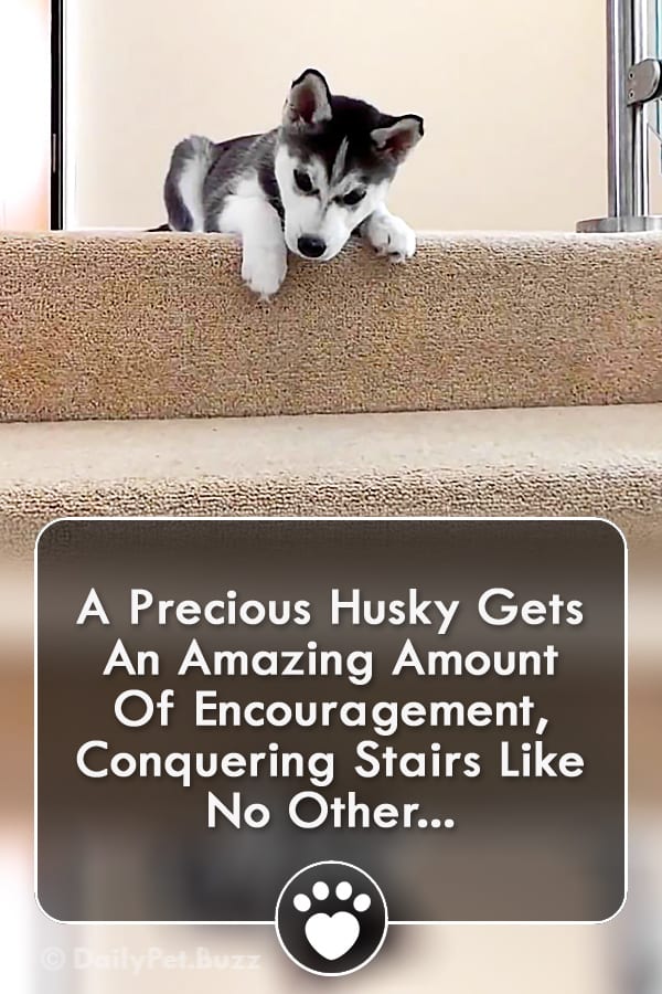 A Precious Husky Gets An Amazing Amount Of Encouragement, Conquering Stairs Like No Other...