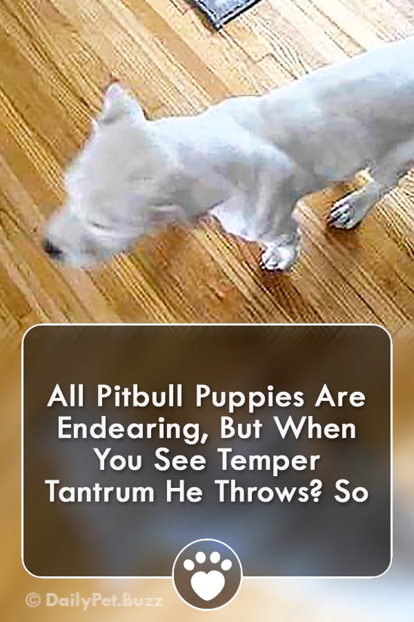 All Pitbull Puppies Are Endearing, But When You See Temper Tantrum He Throws? So