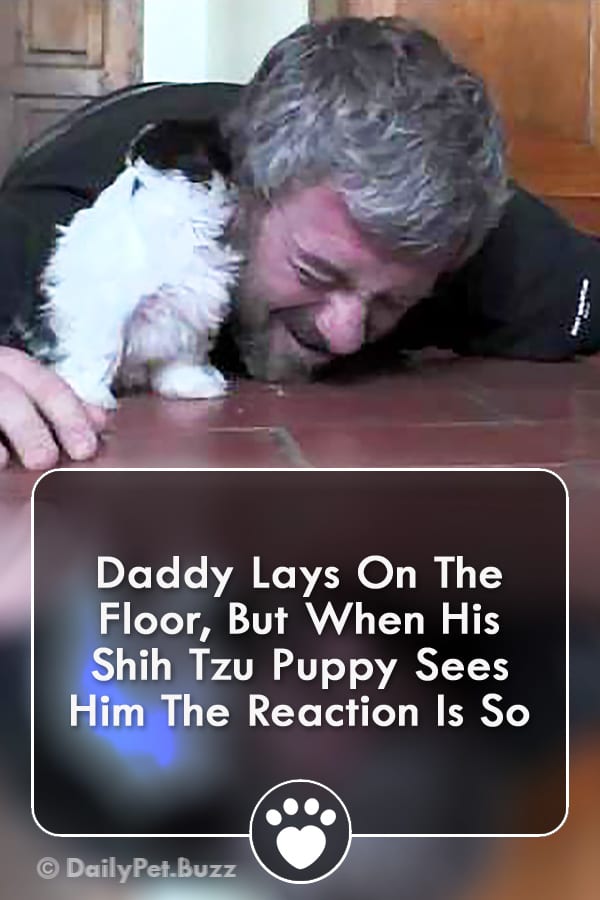 Daddy Lays On The Floor, But When His Shih Tzu Puppy Sees Him The Reaction Is So