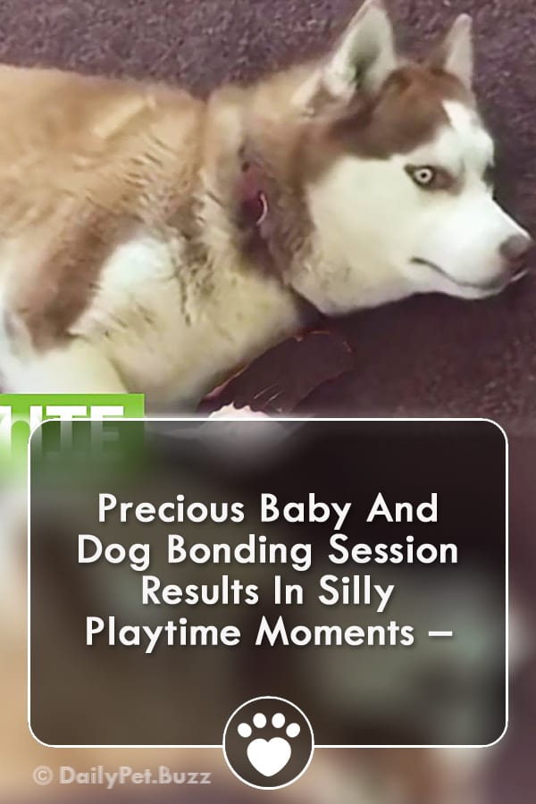 Precious Baby And Dog Bonding Session Results In Silly Playtime Moments –