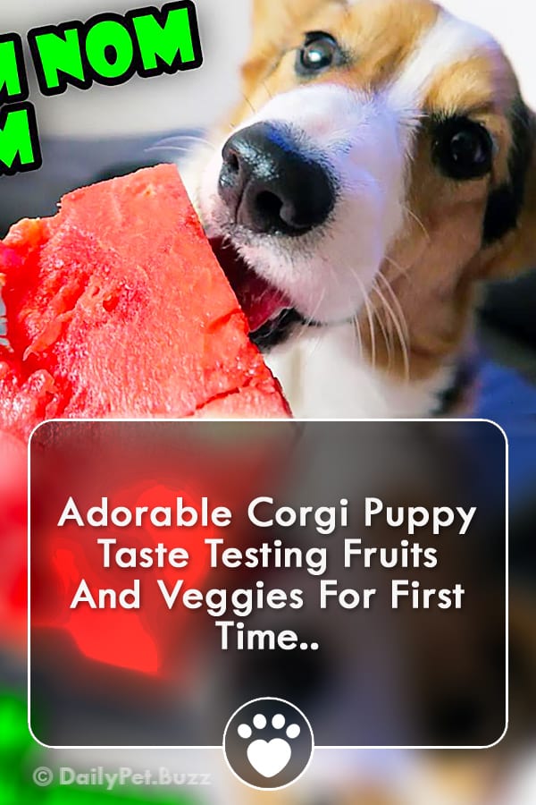 Adorable Corgi Puppy Taste Testing Fruits And Veggies For First Time..