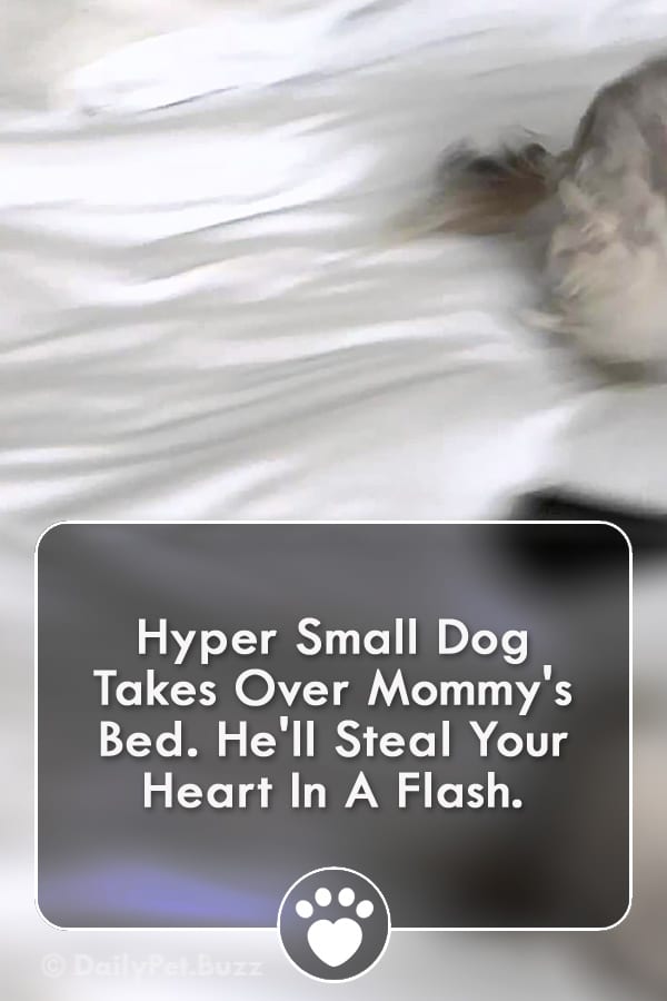 Hyper Small Dog Takes Over Mommy\'s Bed. He\'ll Steal Your Heart In A Flash.