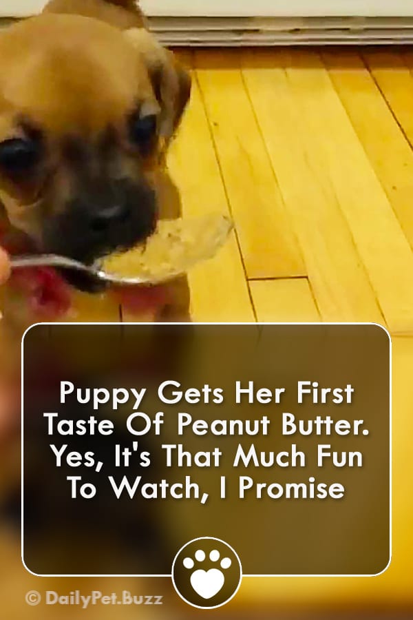 Puppy Gets Her First Taste Of Peanut Butter. Yes, It\'s That Much Fun To Watch, I Promise