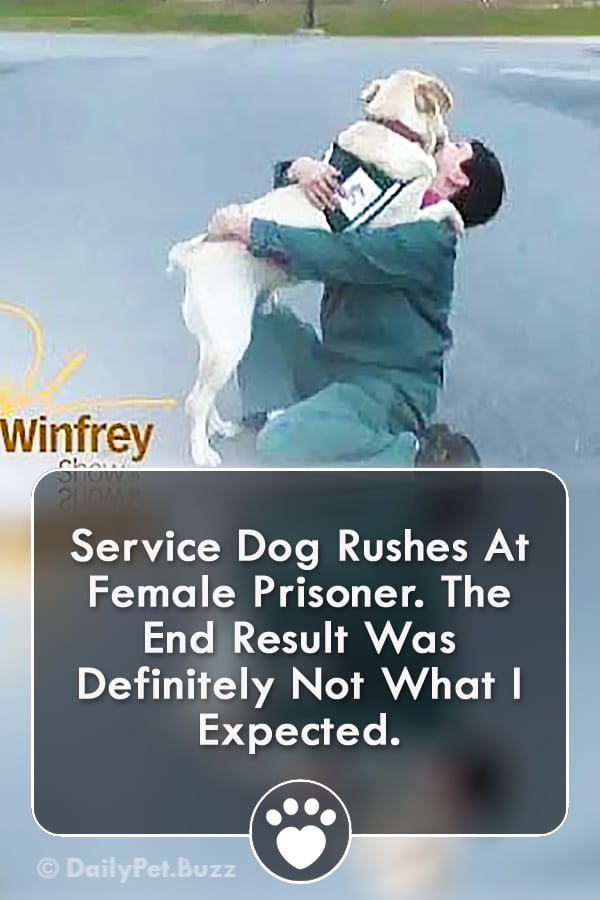 Service Dog Rushes At Female Prisoner. The End Result Was Definitely Not What I Expected.