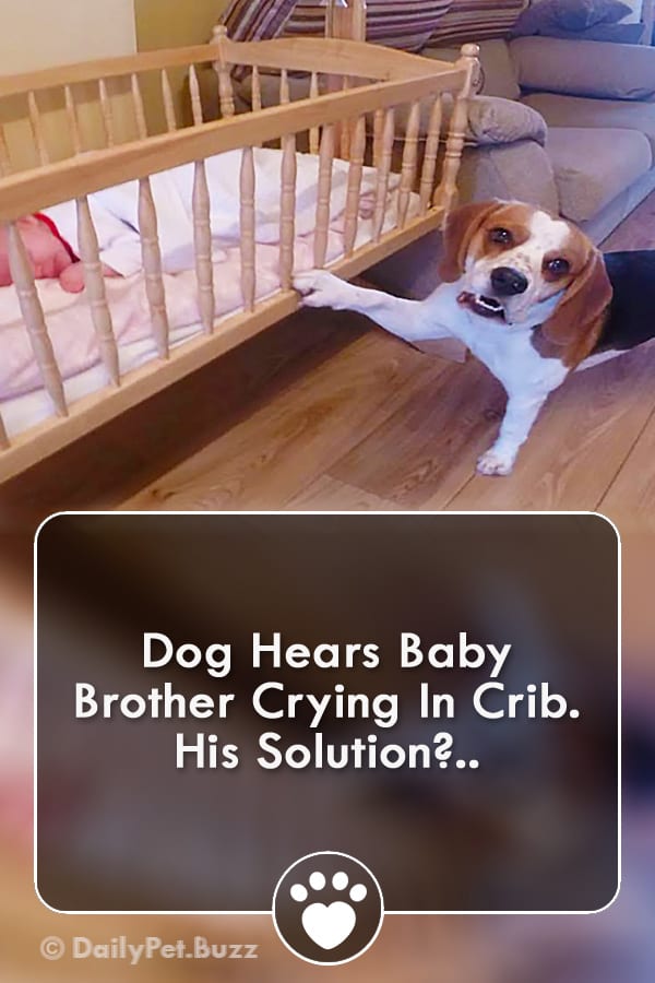 Dog Hears Baby Brother Crying In Crib. His Solution?..