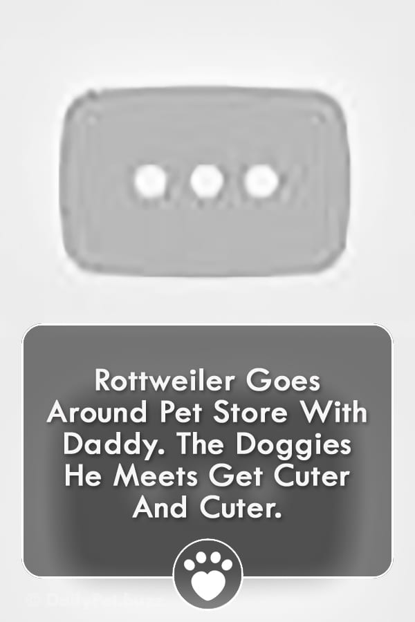 Rottweiler Goes Around Pet Store With Daddy. The Doggies He Meets Get Cuter And Cuter.