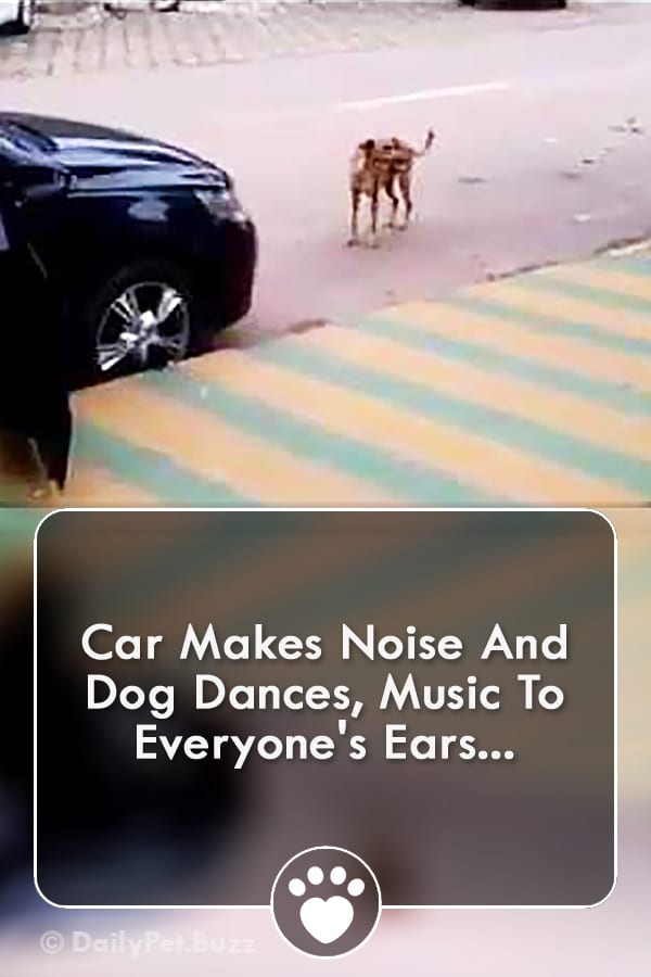 Car Makes Noise And Dog Dances, Music To Everyone\'s Ears...