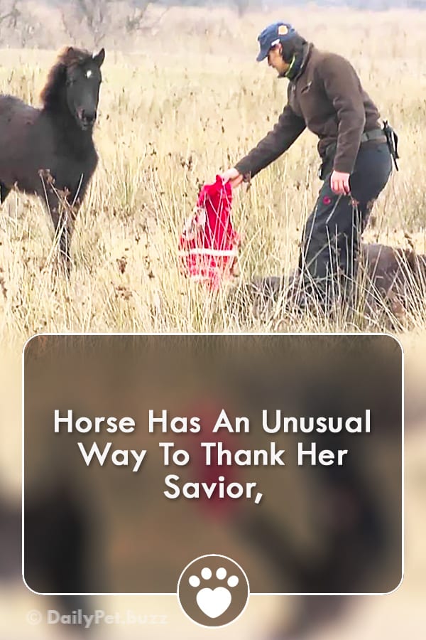 Horse Has An Unusual Way To Thank Her Savior,
