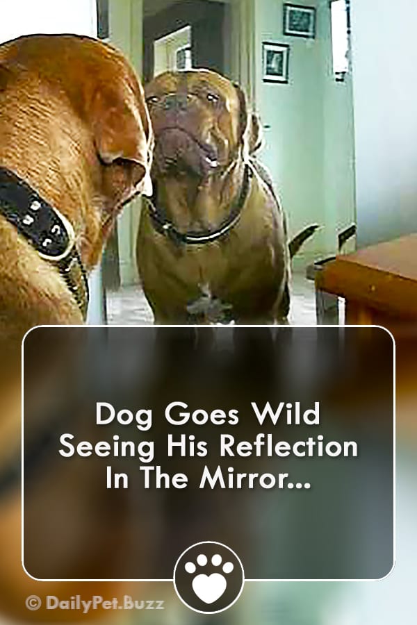 Dog Goes Wild Seeing His Reflection In The Mirror...