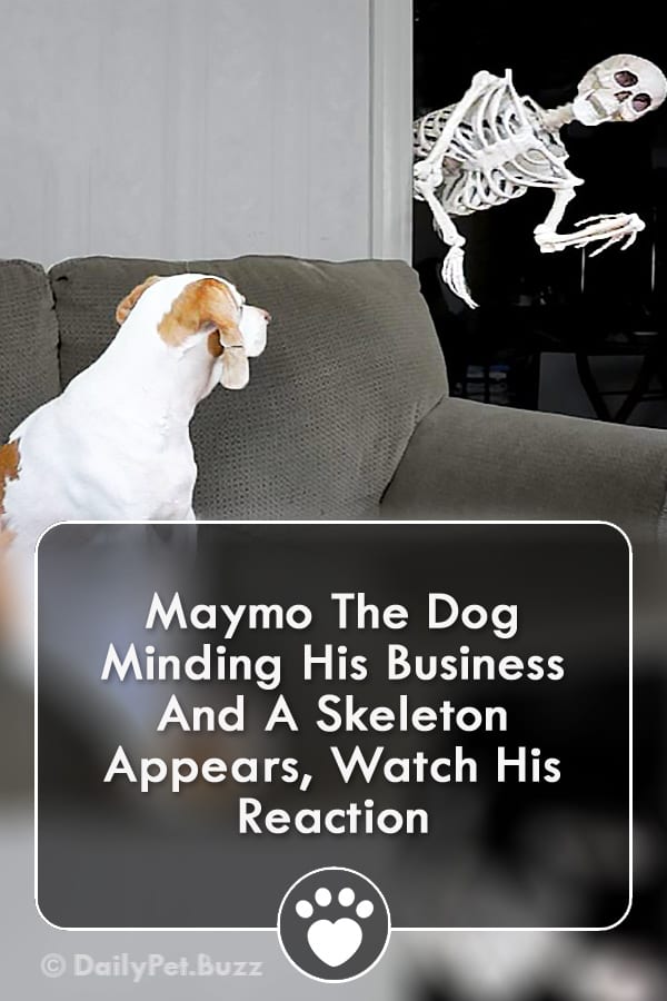 Maymo The Dog Minding His Business And A Skeleton Appears, Watch His Reaction