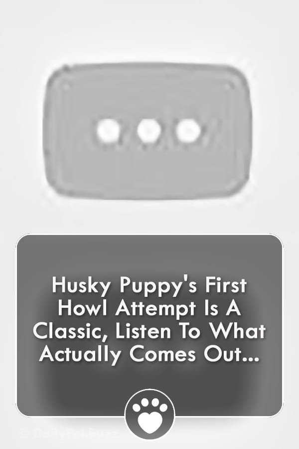 Husky Puppy\'s First Howl Attempt Is A Classic, Listen To What Actually Comes Out...