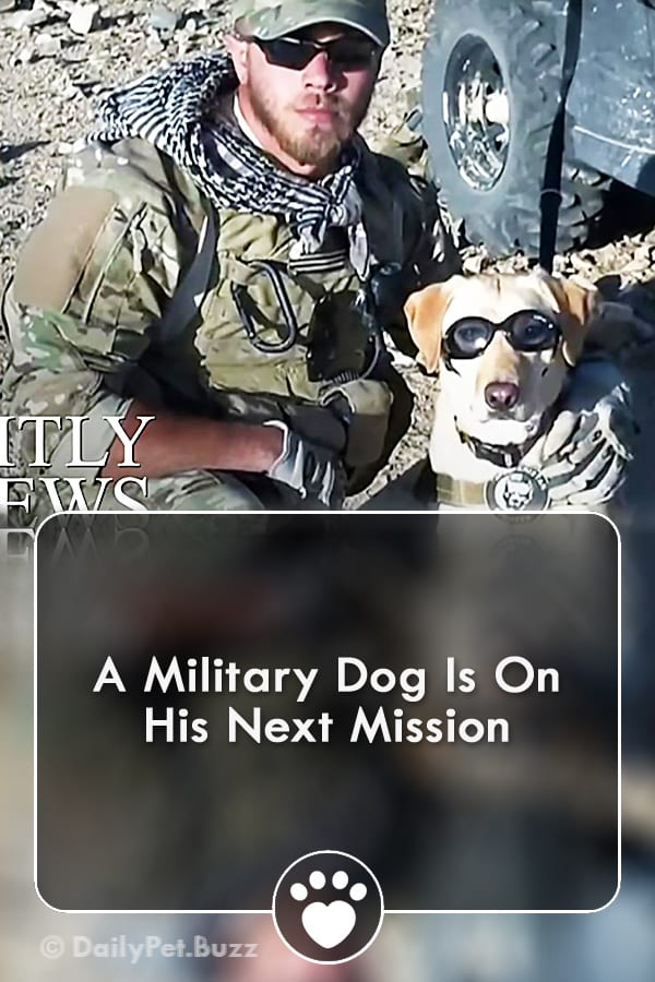 A Military Dog Is On His Next Mission