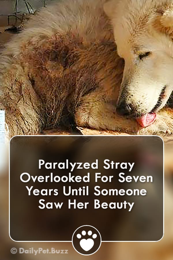 Paralyzed Stray Overlooked For Seven Years Until Someone Saw Her Beauty
