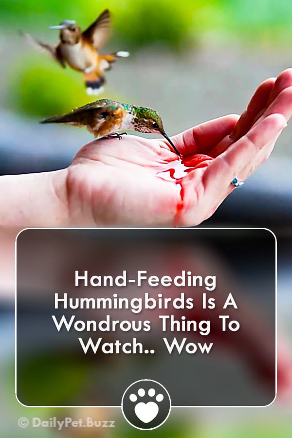 Hand-Feeding Hummingbirds Is A Wondrous Thing To Watch.. Wow