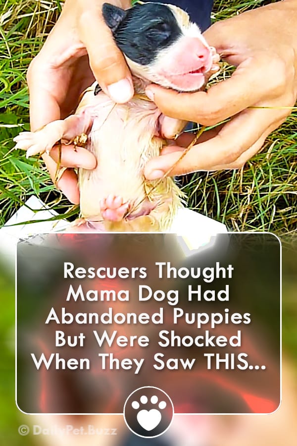 Rescuers Thought Mama Dog Had Abandoned Puppies But Were Shocked When They Saw THIS...