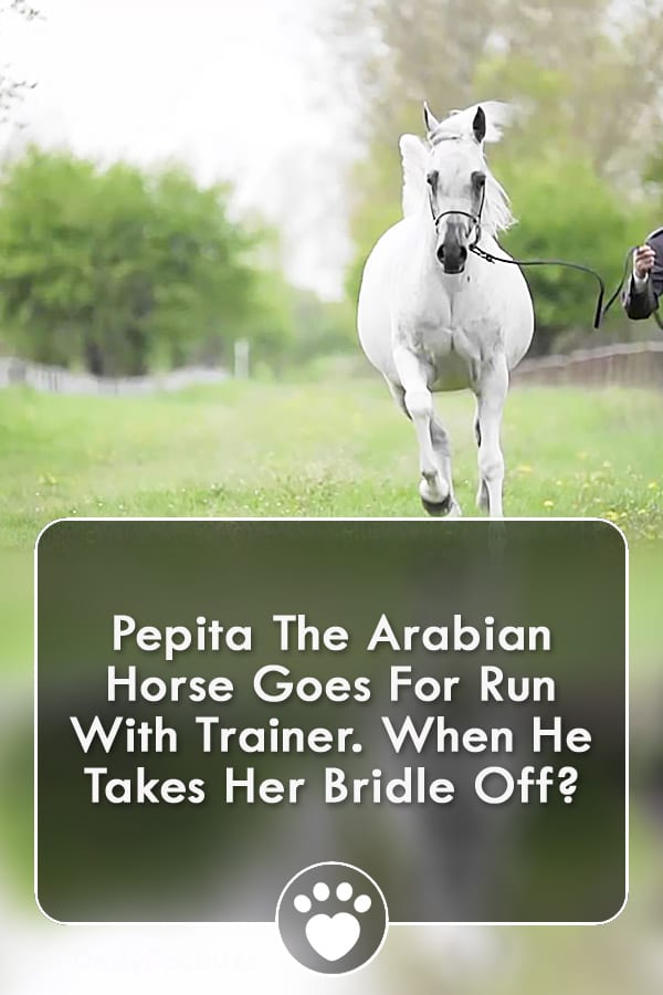 Pepita The Arabian Horse Goes For Run With Trainer. When He Takes Her Bridle Off?