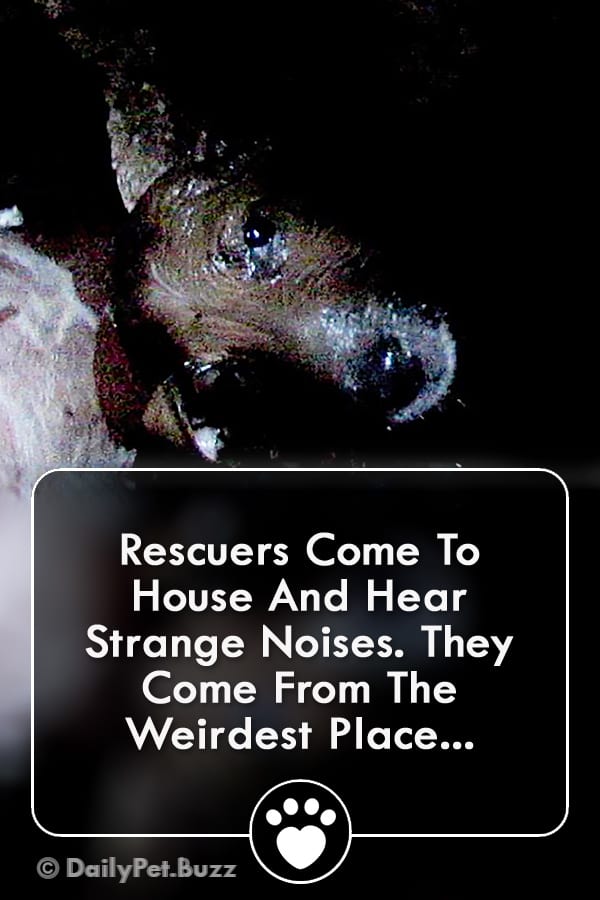 Rescuers Come To House And Hear Strange Noises. They Come From The Weirdest Place...