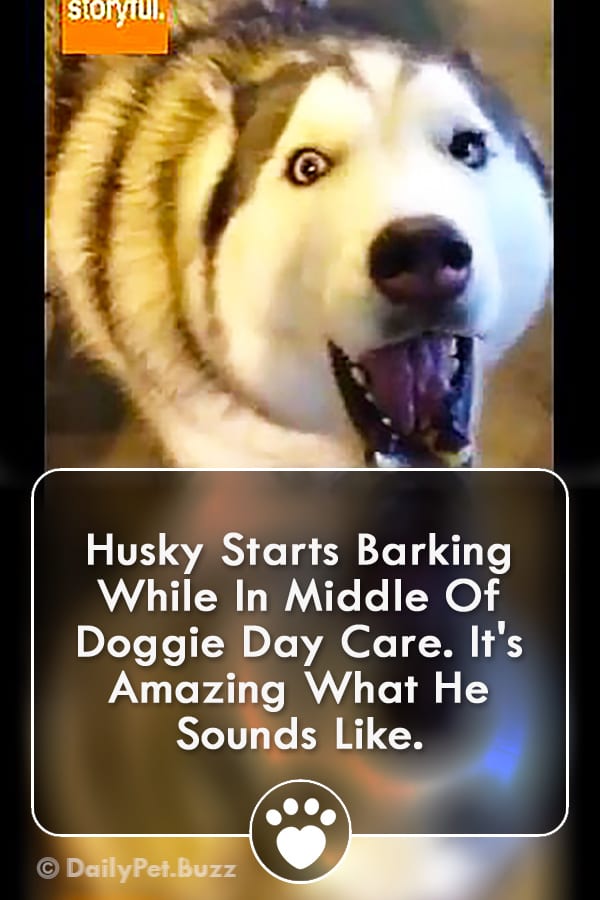 Husky Starts Barking While In Middle Of Doggie Day Care. It\'s Amazing What He Sounds Like.