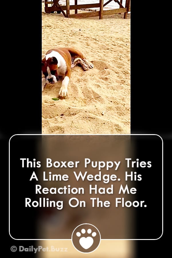 This Boxer Puppy Tries A Lime Wedge. His Reaction Had Me Rolling On The Floor.