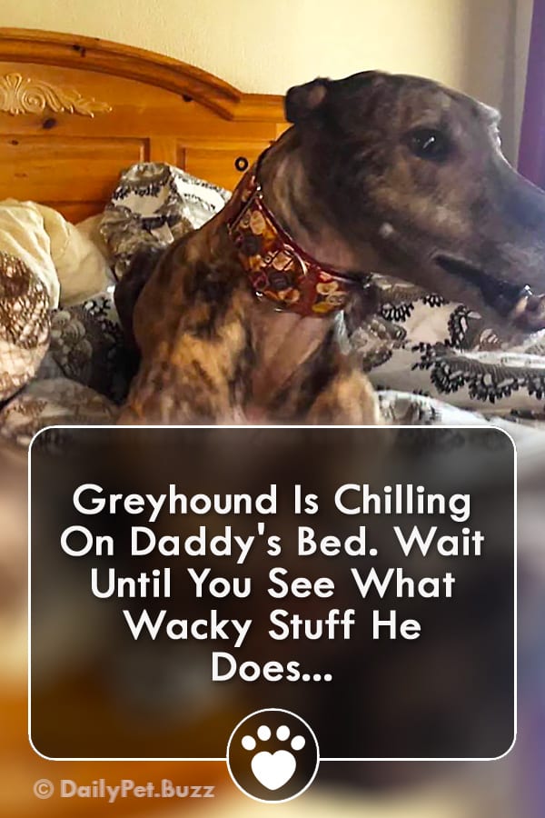 Greyhound Is Chilling On Daddy\'s Bed. Wait Until You See What Wacky Stuff He Does...