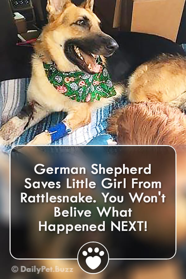 German Shepherd Saves Little Girl From Rattlesnake. You Won\'t Belive What Happened NEXT!