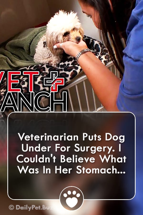 Veterinarian Puts Dog Under For Surgery. I Couldn\'t Believe What Was In Her Stomach...