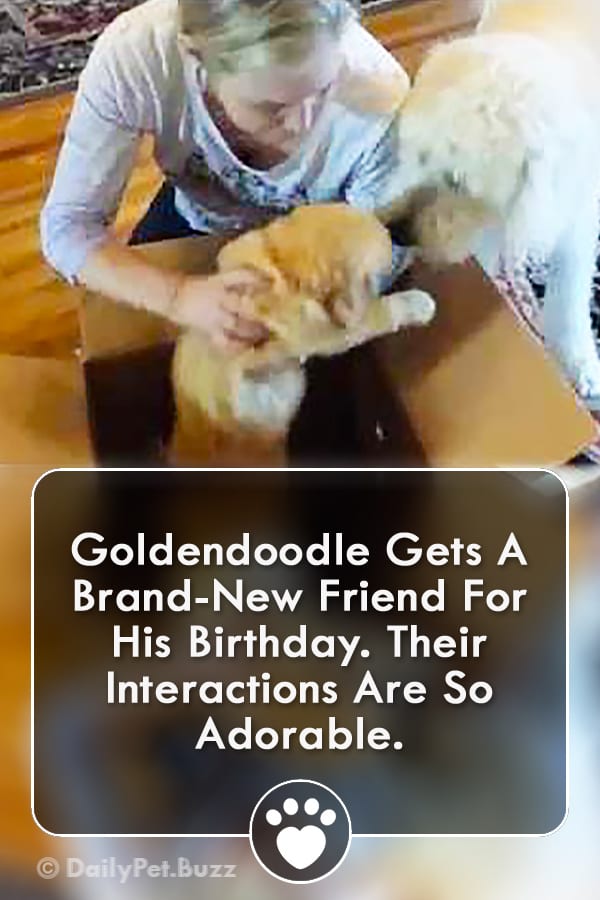 Goldendoodle Gets A Brand-New Friend For His Birthday. Their Interactions Are So Adorable.