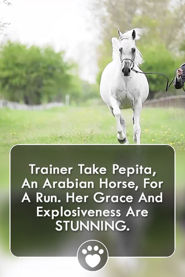 Trainer Take Pepita, An Arabian Horse, For A Run. Her Grace And Explosiveness Are STUNNING.