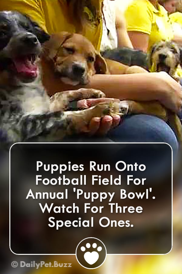 Puppies Run Onto Football Field For Annual \'Puppy Bowl\'. Watch For Three Special Ones.