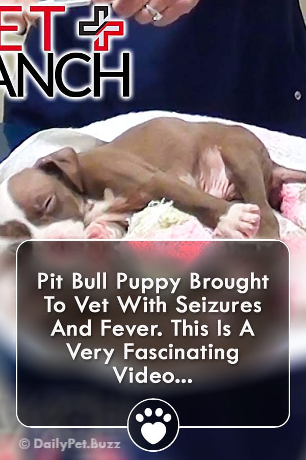 Pit Bull Puppy Brought To Vet With Seizures And Fever. This Is A Very Fascinating Video...