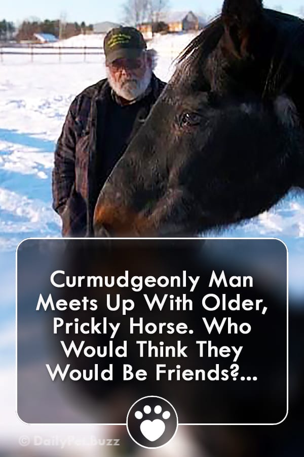 Curmudgeonly Man Meets Up With Older, Prickly Horse. Who Would Think They Would Be Friends?...