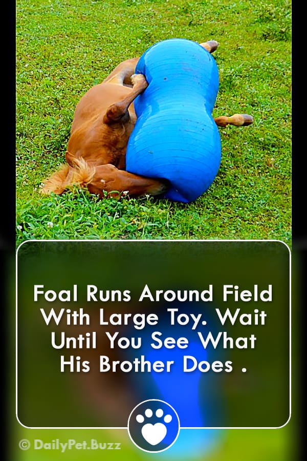 Foal Runs Around Field With Large Toy. Wait Until You See What His Brother Does .