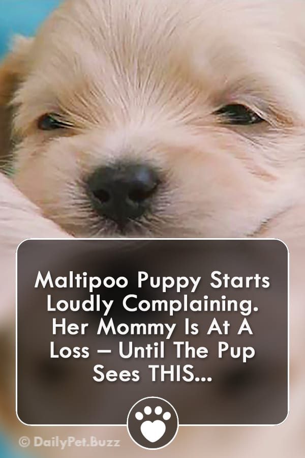 Maltipoo Puppy Starts Loudly Complaining. Her Mommy Is At A Loss – Until The Pup Sees THIS...