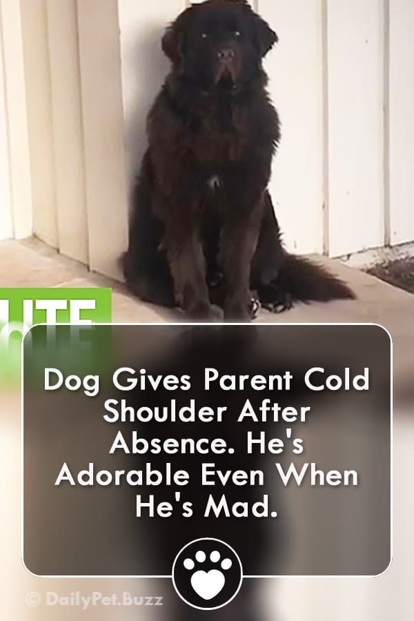 Dog Gives Parent Cold Shoulder After Absence. He\'s Adorable Even When He\'s Mad.