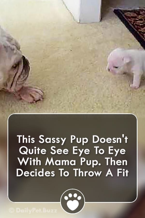 This Sassy Pup Doesn\'t Quite See Eye To Eye With Mama Pup. Then Decides To Throw A Fit