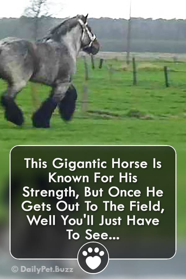 This Gigantic Horse Is Known For His Strength, But Once He Gets Out To The Field, Well You\'ll Just Have To See...