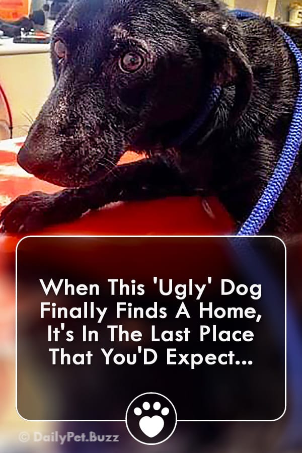 When This \'Ugly\' Dog Finally Finds A Home, It\'s In The Last Place That You\'D Expect...